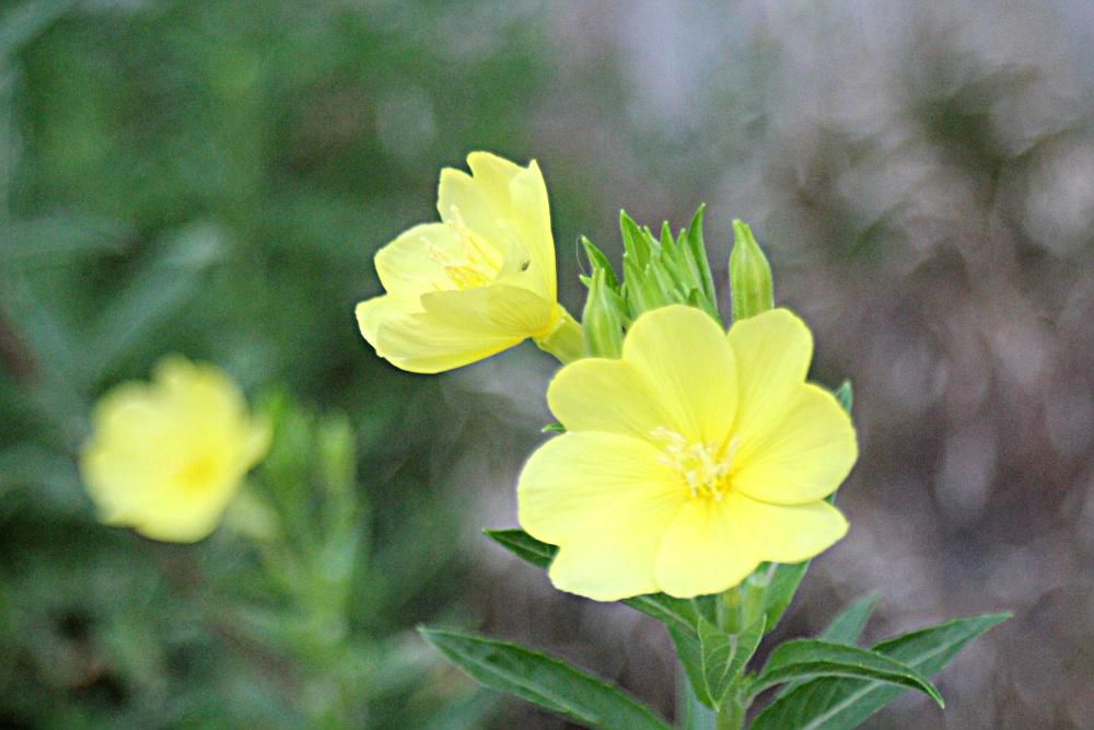 吉野川の土手に一面に黄色の花が咲いていました　近所の道路のそばにも同じような花をみつけましたネットで調べてみると「マツヨイグサ」ではとヒットしました　夕方に開花し翌朝にはしぼむそうですので確かめてみます　暑さにも負けず咲いているこの花はなんという花でしょうか