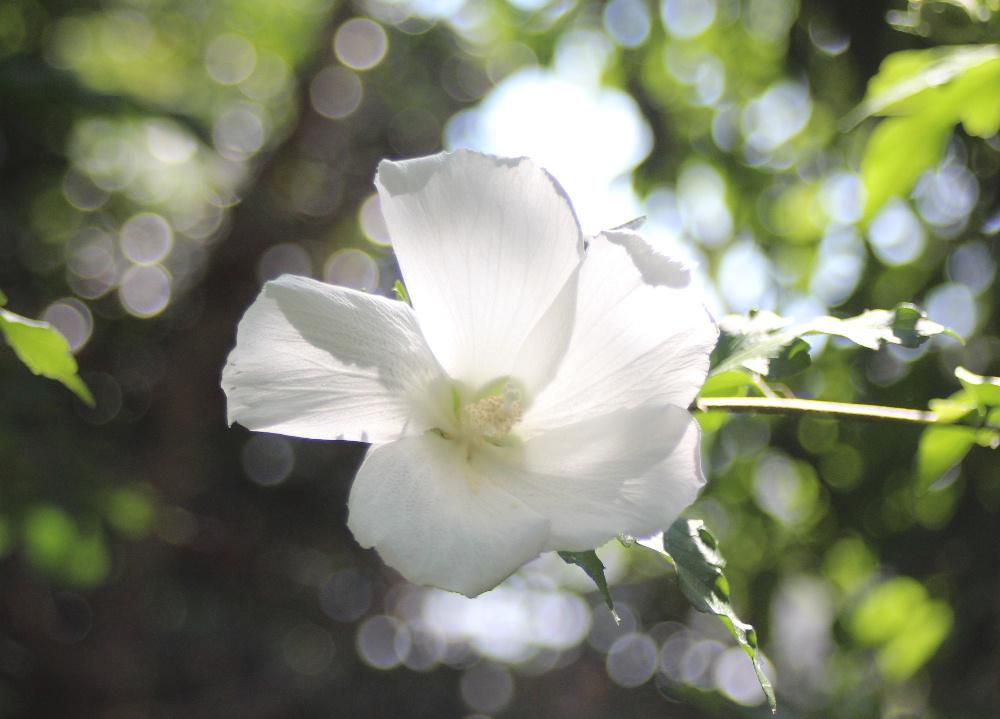７月２７日の記事で紹介した「フヨウ」と「ムクゲ」の違いや見分け方を紹介しました　今日の記事でアップしたのは白い「ムクゲ」です 　似たような形の花ですが「フヨウ」はおしべが曲がっていますが「ムクゲ」はまっすぐで花木で花も小さめであまり間違うこともないのでは