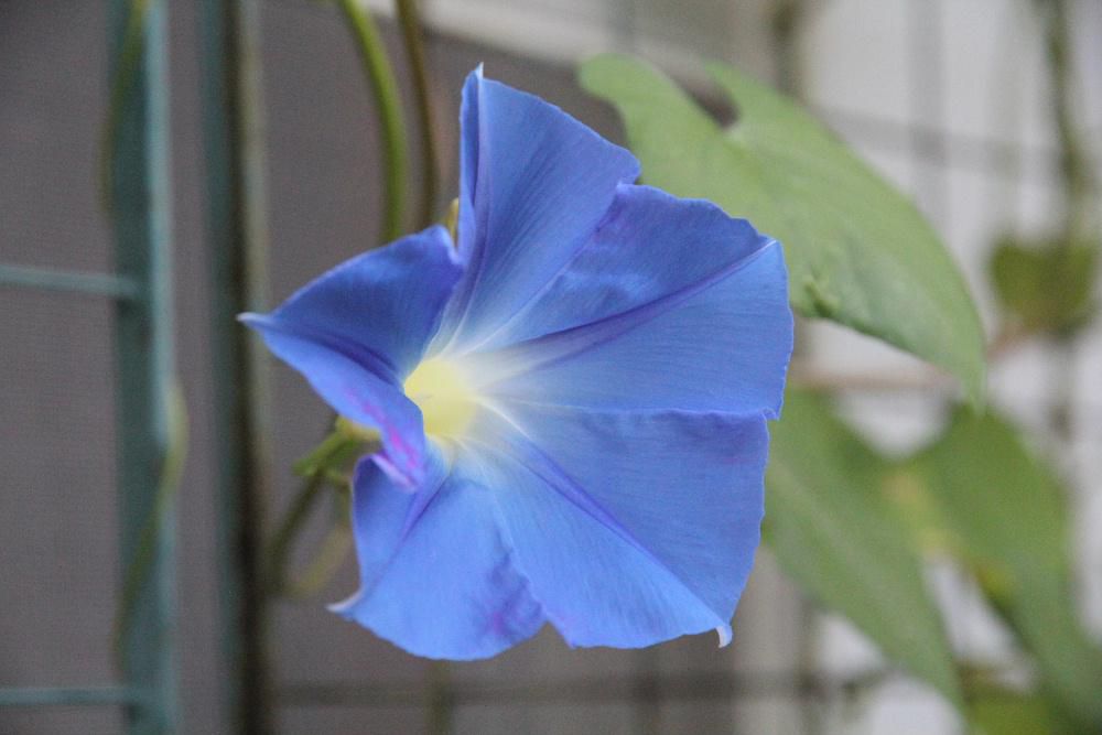 今朝私の好きな鮮やかな青色の「セイヨウアサガオ」が開花しました　一般的なアサガオは夏になると開花しますが　セイヨウアサガオは短日性で咲き始めるので咲き始めが遅く９月から１１月頃まで咲き続けてくれます　咲いている時間も朝から午後まで咲いていおり長い期間に長い時間楽しめる花です　我が家は日よけに植えていますがようやく暑い日差しを遮ってくれるようになり始めました