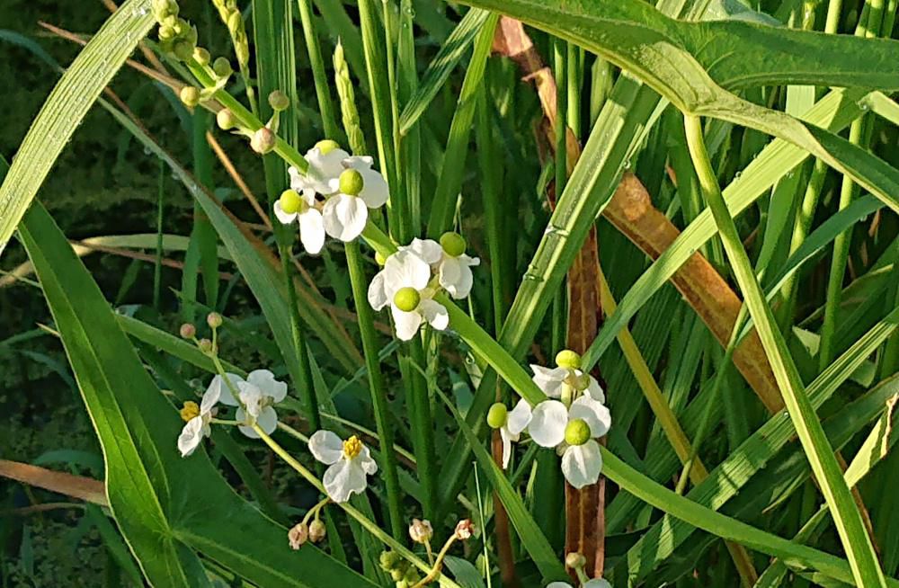稲が実り始めた田んぼに３枚の花弁をもつ小さな白い花が咲いています　葉が矢じりのような形をしており　一つの茎から２種類の花をつけています　調べてると「オモダカ」という水生植物で花は雄花と雌花があり写真にあるように花の中心に丸い実のようなものと黄色の雌花のような形をしています　繁殖力が強いので増えると大変ということで除草剤で退治されているのでしょうかあまり見かけない植物です