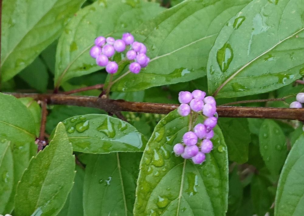 爽やかな薄紫色の「コムラサキシキブ」の実が秋を告げるように色づいてきました　熟すると鮮やかな紫色になりますが色づき始めたこの色もいいですね　昨日のヤブガラシは花ですがこちらは実でいよいよ秋の深まりを感じさせてくれる一枚です　我が家の庭に「イトトンボ」でしょうか初めて訪問してくれました　今まで目にすることもなかったので思わずシャッターを切りました
