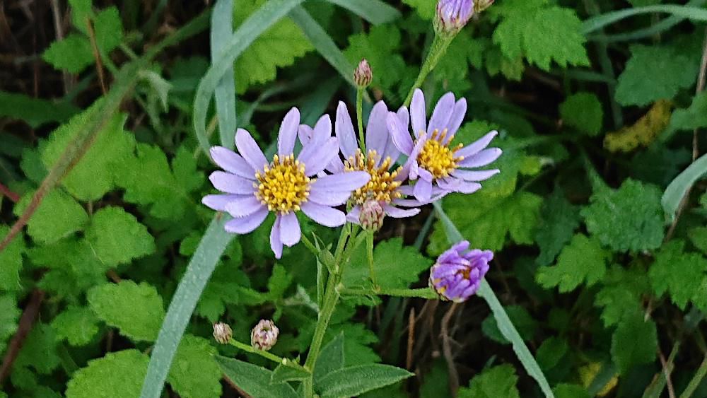 国道沿いの土手で見つけたどこにでもあるような薄紫の花は「シオン」でしょうか　説明によると水はけがよく湿地な土壌と日向から半日陰を好みますと書いてあります　だとするとこの花は「シオン」でないような気がしますが　そうでないとしたら何という花でしょうか