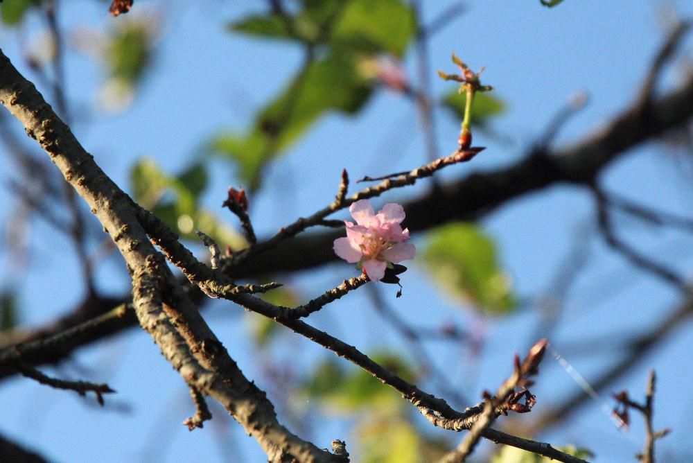 知人から「桜が咲いているよ」と教えてもらったので早速行ってみました　場所は「たいようパン」と「ケーズデンキ」の東側のバイパスの側道に植えられている桜の木です　わずか数輪ですが毎年のように秋に咲く桜です　周辺の桜の木が紅葉し始め落葉するこの時期に咲く小さな桜にやっぱり秋を感じてしまいます