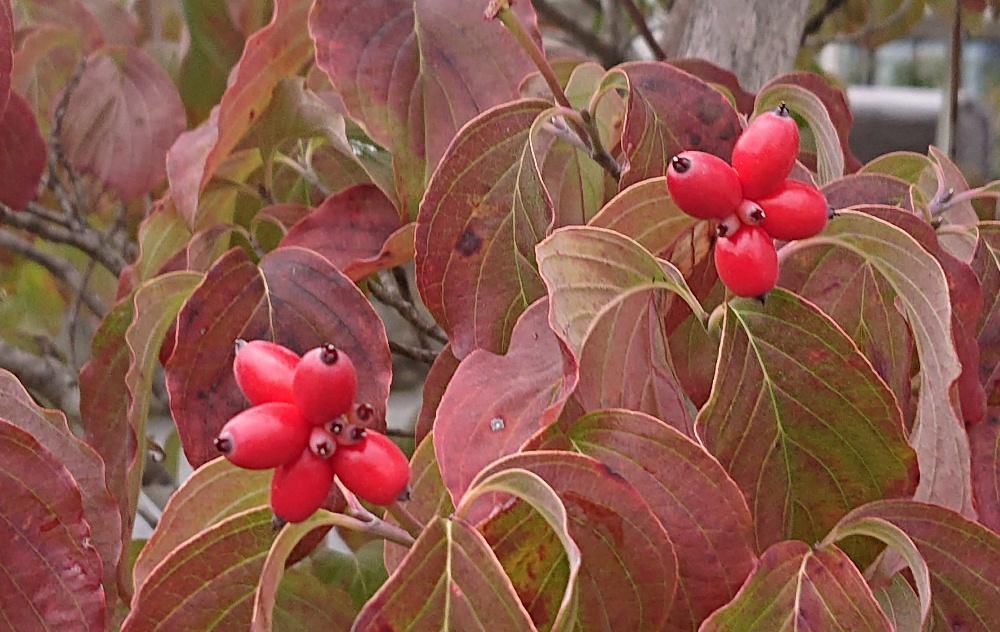 真っ赤な「ハナミズキ」の実がなっており秋を伝えてくれています　我が家の「ハナミズキ」は今年の猛暑で葉を落としてしまい全く実がついていませんが近所の家の庭で真っ赤に実った「ハナミズキ」の実を撮ってきました　この「ハナミズキ」は１９１２年にワシントンD.Cに贈った桜の返礼として贈られた木だそうです　赤湯町内では街路樹として植えられており春はうす紅色の花を咲かせ秋には楕円形卵形の赤い実をつけ楽しませてくれます　