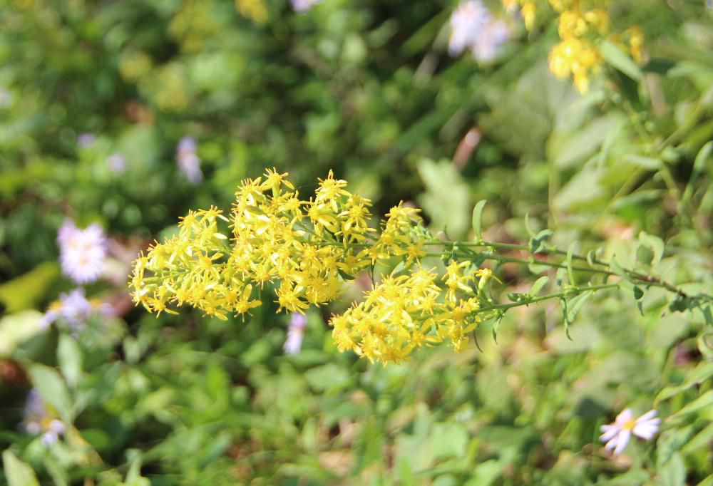 昨日  とある小高い丘に咲いている黄色の小さな花を「アキノキリンソウ」と教えていただきました　夏に咲くキリンソウに似て秋が深まる今頃に咲くので「アキノキリンソウ」と名付けられたそうです　花の群れ咲く様子を酒造りの際に生じる泡に見立てた泡立草（アワダチソウ）という別名もあるそうです雑草の王者であるセイタカアワダチソウは別名をセイタカキリンソウというそうです　この「アキノキリンソウ」はセイタカアワダチソウほど大きくならず繁殖力も低いので繁茂しないそうです