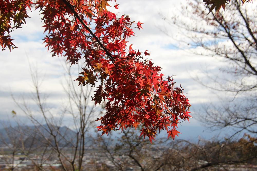 はっきりしない天候のスタートとなりました　枯れかかったモミジの葉が色づいていますがあまり鮮やかな紅葉には届かないようです　夏の猛暑が原因しているのでしょうかあるいは異常気象の影響を受けているのでしょうか　これから紅葉がどんどん進み周りが秋色に染まってくるのでしょうか