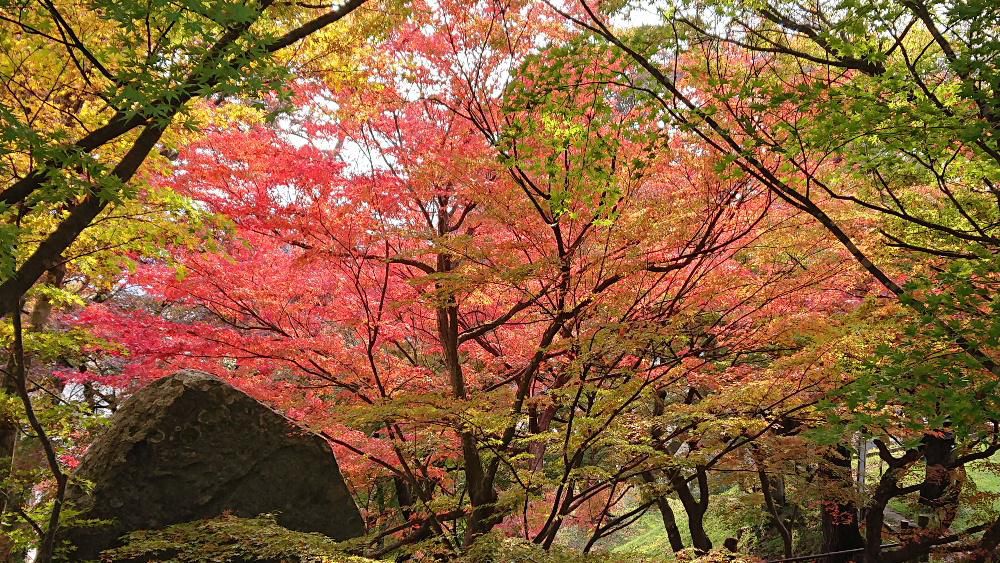 昨日は夏の暑さを思わせる気温でしたが今日も暑くなりそうです　ですが夕方からの低い気温で一気に紅葉が鮮やかに色づき烏帽子山公園の紅葉と桜の緑のグラデーションがとても素敵です　思ったように鮮やかな色をカメラにおさめることができませんが秋の風景はお伝えできたのではないでしょうか