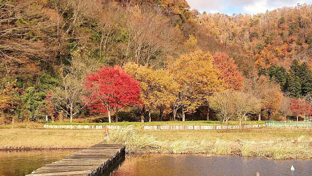 最後の紅葉でしょうか　周りの木々の葉が落ち赤や黄色の葉をつけた木が今にも葉を落としそうに立っています　冬の近さを伝える様子で季節は間違いなくめぐってきます　　