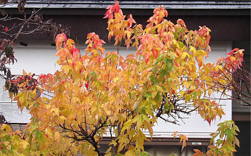 冷たい雨が降っています　周りの木々の葉もすっかり落ちて冬景色となってきました　我が家の「メイプルレインボー」の葉も雨に打たれ残り少なくなってきました　春から「レインボー」と名前の通り白から黄緑 黄色 橙 赤と様々な色に変化し楽しませてもらいました　晩秋の葉は日光のあたり加減で様々な色に変化していきます　今日の夕方にはすっかり落ちるのでしょうか