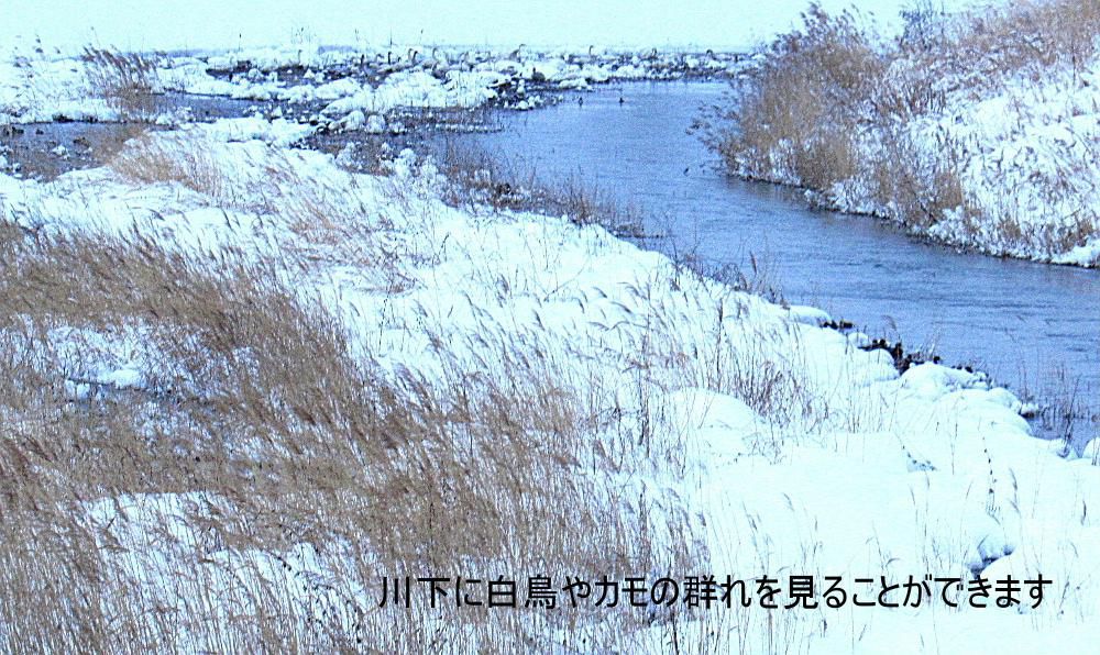 今朝も昨日から２０センチほどの雪が積もりました　昨日夕方は雪交じりの冷たい強い風が吉野川の川面を吹き河原の葦やススキを揺らしていました　吹雪を避けるかのように白鳥やカモがたくさん集まっています　橋からはかなり距離もあり辛うじて白鳥やカモの姿を撮ることができましたがこんな写真しか撮れませんでした