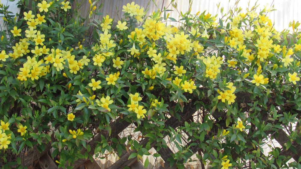 ジャスミンとの名前に魅せられて買った「カロライナジャスミン」が今年も漏斗状の黄色の花を咲かせてくれました　かすかに香るだけであまり気になりませんが有毒の植物であることを知り驚きました　剪定する時には手袋をかけてやった方がよいとのことで少し怖くなりました　生育が旺盛でどんどんとツルを伸ばすので伸びすぎた部分を切り戻さないと始末に困ってしまうほどです