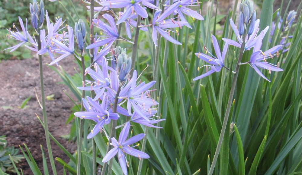 球根植物で春から初夏に咲く「カマシア」は6枚の花びらの星型の花を咲かせていました　茎を長く伸ばし１本の茎に多くの花をつけ初夏の季節にぴったりの爽やかな水色の花を咲かせています　青や紫 白などもあるそうでそんなに派手さはなく清楚な花で周りを引き立たせてくれる存在の花のようです　丈夫で場所がよければ放任していても年々増えるそうで　植えたいのですが我が家の庭には植える場所もありません