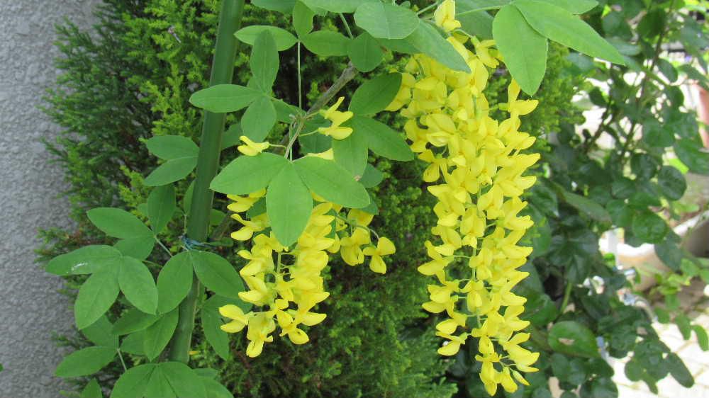 3年ほど前に知人から一枝いただき挿し木した「キングサリ」が1メートルほどになり　今年７個の花をつけてくれました　黄色にたれ下がる花は「フジ」に似た花ですが「フジ」とは一味違った趣があります　耐寒性は強いそうですが夏の暑さには弱い花木ということで夏をどう過ごすかが課題のようです　花はきれいな黄色ですが有毒植物としても知られており特にタネは毒性が強いので扱いに注意しなければならないみたいです