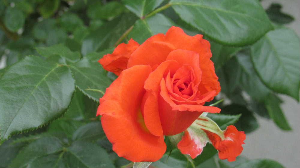  我が家のバラはささやかに咲きあっという間に散ってしまい楽しむまでには至りません　咲きほこったらこのブログで紹介しますが紹介できるほど咲いてくれるでしょうか