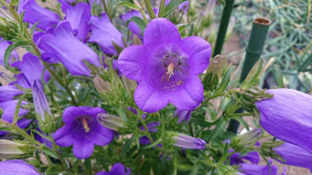 紫色の「フウリンソウ」が咲いていました　この花はその花の形が風鈴や釣鐘に似ていることから名づけられたそうです　カンパニュラと呼ばれることも多く藤色や青色、ピンク色などの花色があります　独特の形と鮮やかな紫色の花が梅雨時を迎えるかのように咲いています