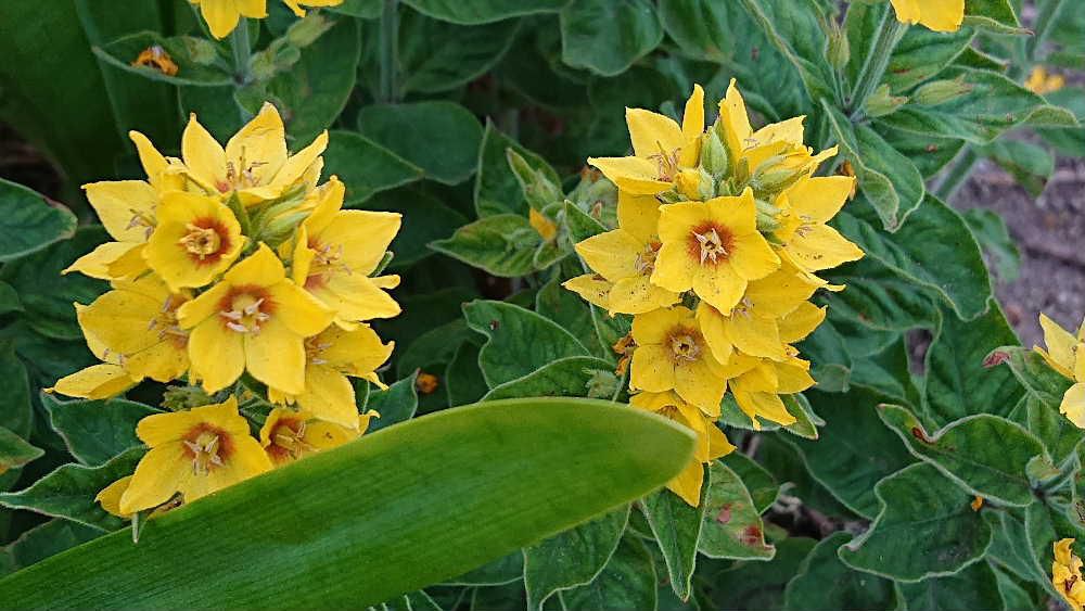茎が立ち上がり星形の黄色の花を咲かせている花を見つけました　調べてみるとあまり聞いたこともない「リシマキア・プンクタータ」という名前がヒットしました　まるで絵本にでも出てくるようで星が連なっているような可愛らしい花です　本当の名前は何でしょうか