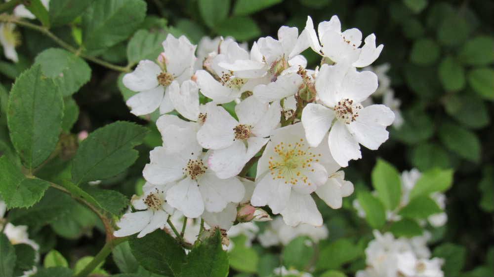 「ノイバラ」が道沿いの荒れ地に自生し小さな白い花が一面に咲いていました　イバラは棘（トゲ）のある植物を総称し野に咲くイバラで「ノイバラ」と名付けられたそうです「ノバラ」として親しまれる代表的なものの一つだそうです　シューベルトの野バラはヨーロッパに咲くピンク色の野バラをモチーフにしたとか
