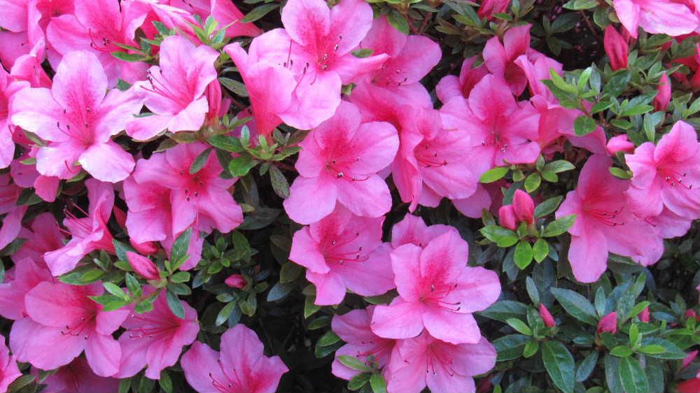 庭にピンクの花が咲きはじめました「サツキ」でしょうか　それとも「ツツジ」でしょうか「サツキ」と「ツツジ」の違いはおしべの数や花の咲き方や花びらの表面 葉の大きさなどがあます　比べてみると「サツキ」かなあ　長井市は「つつじ公園」で「サツキ公園」とはいいません　つつじ公園には「ツツジ」の花がさいているのでしょう　じっくりと見てみたい