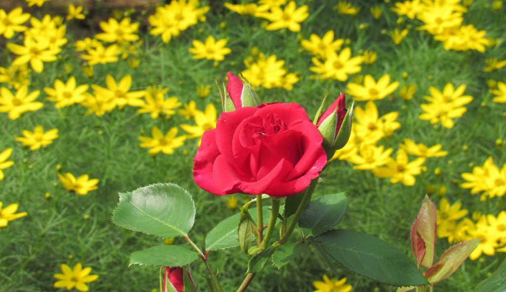 庭の「イトバハルシャギク」がコスモスを小さくしたような花を咲かせています　漢字で書くと糸葉春車菊とこの植物の姿や形からついたようです　最近はコレオプシス・ザグレブで流通しているそうです　ピンクやオレンジなどもあるそうですが我が家の花は黄色ですが真っ赤なバラとのコラボはそのコントラストがひと際鮮やかです　今日も暑い一日になりそうです　暑さに負けずに咲いている花に頑張れと応援したくなります