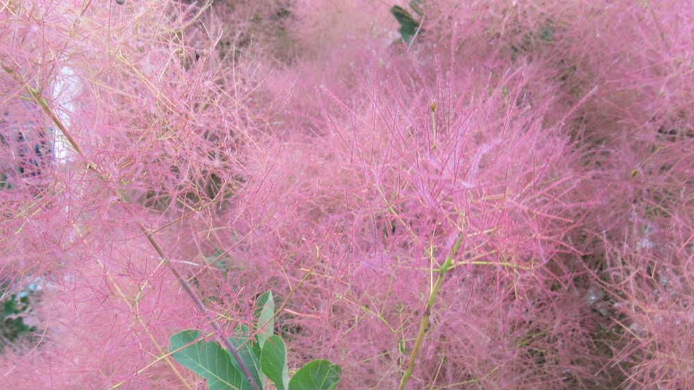 ピンクの煙が立ちのぼているように咲いている「スモークツリー」を散歩の途中で見つけました「ケムリノキ」という和名で呼ばれることもあるそうです　植えている方に聞いてみると「咲いている盛りには紫色の花でとてもきれいでした」とのことでした　この「スモークツリー」は管理の手間がかからず初心者でも育てやすい花木だそうです　少し庭が広ければ植えてみたい花木の一つです