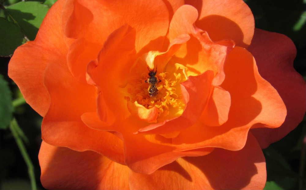 オレンジ色の庭の「バラ」の中央部にアリを見つけました　一生懸命口を動かしているので花の花粉を食べているのでしょうか　でもアリは花を食べないそうです　アリは甘いもの好きで砂糖やお菓子のクズに集まっているのをよく見かけます　だとすると写真のアリは何をしているのでしょうか？