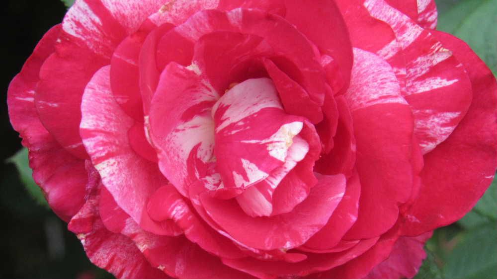 庭の四季咲きの「センチメンタル」というアメリカ生まれのバラがいつになく鮮やかに咲きました　赤と白の絞りがきれいでほのかに甘い香りがします　こんなに赤が鮮やかに発色したことがありませんので何度か紹介していますが改めてアップしました　残念ながら鮮やかな色を写真で再現できませんが色と香りで梅雨時のうっとしい季節を忘れさせてくれます