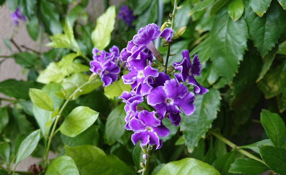 激しい雨も上がった昨日の午後　知人の玄関先で濃紫色に白い縁取りの小さな花が緑の葉の中でしだれるように鮮やかに咲いていました　どこか凛とした気品のある清涼感のある「デュランタ」という名前の花だそうです　白い縁取りのあるこの花は「デュランタタカラヅカ」という品種で鉢物として人気があるとか　気候のせいかもしれませんがこんなに気品のあるを初めて見ました　写真よりは実物がはるかにステキです