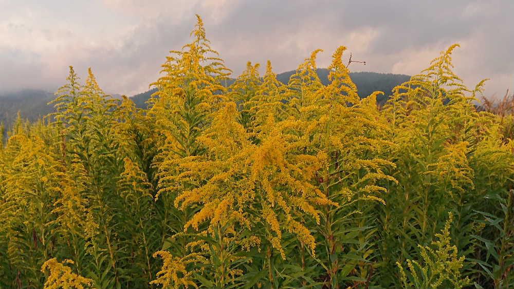 鮮やかな黄色の秋の野草「セイタカアワダチソウ」が一斉に咲きはじめました 土手や荒れ地　耕作放棄地　休耕田　川べりなど至る所に咲いています　このブログをアップするようになってから毎年のようにこの季節になるとアップしています　まさに秋の野原を彩る花ですが日本の侵略的外来種ワースト１００に選定されている外来植物で他の植物を失せてしまうほど繁殖力の旺盛な植物です　きれいな花ですが困りますねえ　あまり増えすぎると