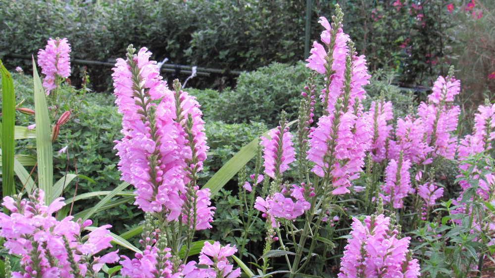 「ハナトラノオ」か少し散り始めています　この花もそろそろ終わりに近づいてきました　この花の特徴は茎が四角であり四方に整然と花が咲き花穂が虎のしっぽににていることから「ハナトラノオ」と付いたといわれています　名前に似ず可愛い花です