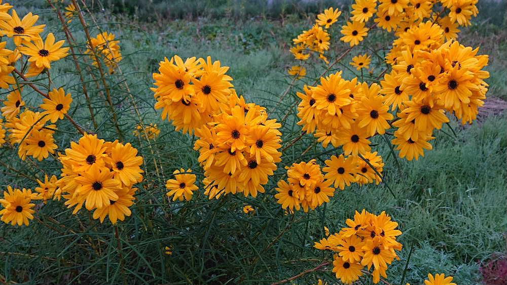 ひまわりに似たオレンジ色の可愛い花を見つけました　見た目は夏の花のようですがひまわりとは違って柳の葉のように細長い葉を付けていることから「ヤナギバヒマワリ」と付いたと言われているようです　ヒマワリとはだいぶ趣を異にし秋の涼しくなると咲かせてくれる花で　よく似たコスモスの後に涼しくなった庭を彩る花です