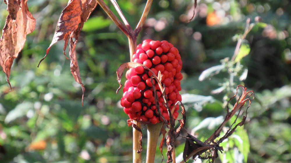 野草園で見つけた毒々しい赤い実はなんという植物でしょうか　調べてみると「マムシグサ」の実かなと思われます　有毒であると言われており　以前このブログで「マムシグサ」の葉を紹介したことがありました　葉も決してきれいなものではなく生えていた場所もあまり気持ちのよい場所ではない処刑場跡だったのでなおさら気持ち悪い草だったような気がします　