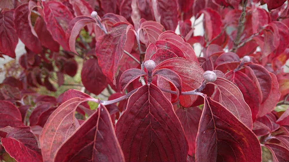 庭のハナミズキが紅く色づき来年の花芽が大きく膨らむようについています　花木類は秋に花芽を付け翌年の開花の準備を始めます　桜の花芽ももう付いています　花木類は静かに冬を過ごし暖かくなると一気に花をさかせてくれる自然界の摂理です　まだ雪も降らないのにもう来春の花を待ち望んでいるのです 