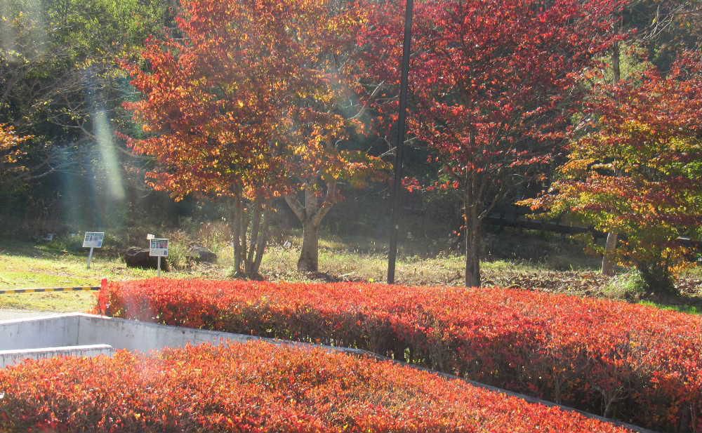 真っ赤に紅葉したドウタンに降り注ぐ秋の柔らかな陽の光　斜めに指す光がなんともいえずこれが秋の代表的な風景の一つではと思わずカメラにおさめました　暖かい陽ざしもあとわずかですので惜しんで楽しみと身体いっぱいに陽光をあびてきました