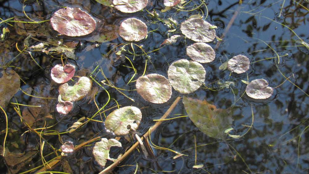 野草園の池に「アサザ」と表示されている水草が浮いていました　水底を横に根を張り広がるそうですが夏から秋にかけては黄色の花を咲かせるそうです　若葉は食用にされるということですがヨトウガやマダラミズメイガ の幼虫の好物で１～２日で葉が穴だらけになるようですから食べるには勇気がいります　生育の盛んな時期は葉が濃緑色だそうですがなんとなく色もあせてしまっているようです　今年の最後の葉でしょうか