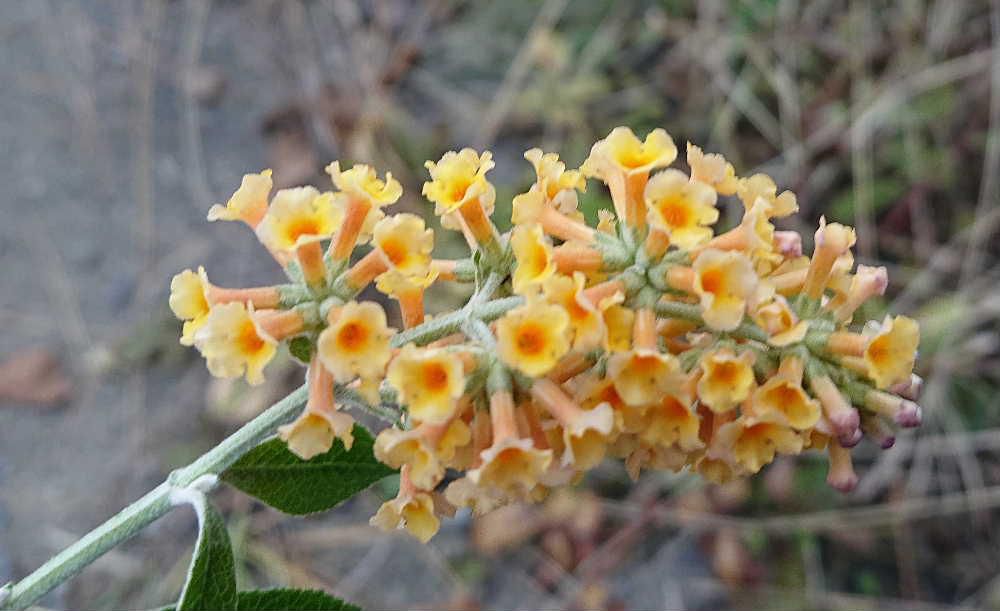 ２ｍあまりのそんなに大きくはない花木に オレンジ色の小さな花をびっしりとつけた房状の「ブッドレア」でしょうか庭から散歩道路に飛び出すように咲いていました　この花は初夏から初冬まで長い期間楽しめる花木で　蝶が集まりやすく「バタフライブッシュ」ともいわれているそうです　暑さにも寒さにも強くこの辺にぴったりの花木でしょうか