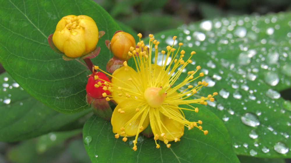 昨夜の雨に濡れた庭の花木が長いおしべをつけた黄色の花が今頃も咲き赤い実をつけています　暖かさに誘われたのか新しい枝先にい黄色の花を咲かせその花が紅い実となりました　ネットで「ピペリカム」とヒットしました　ラテン簿名で日本原産のものをオトギリソウといい輸入されたものと区別しているそうです　本当にピペリカムでしょうか