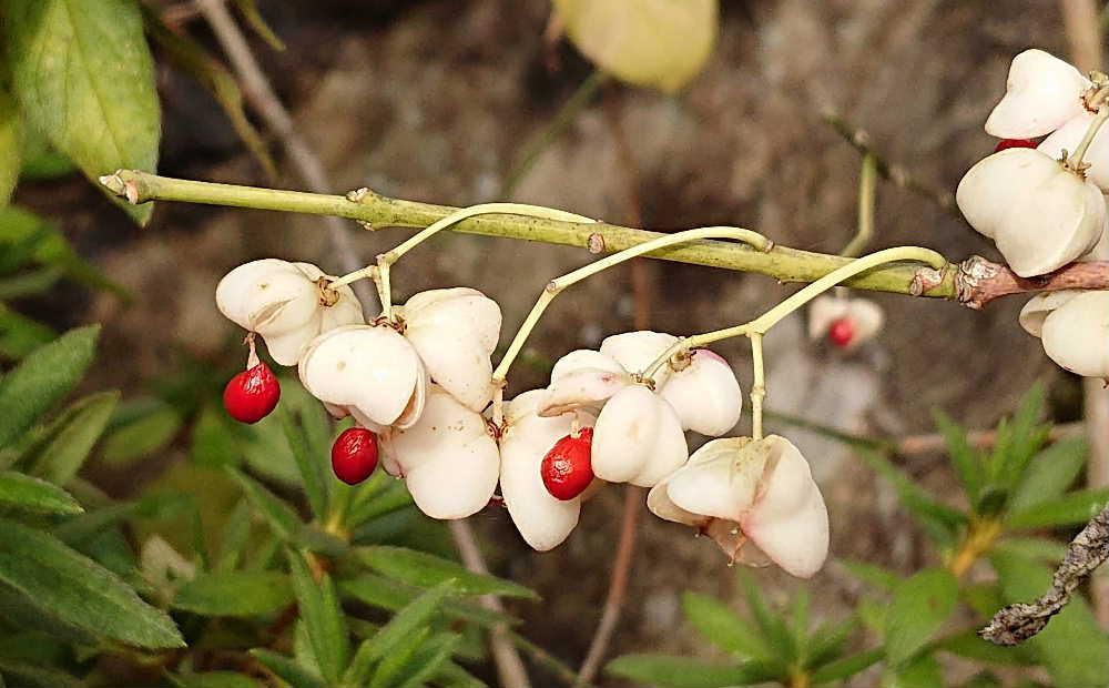 空き家の庭の片隅に今まで目にしたこともない実を見かけました　実が白いので「シロマユミ」ではないでしょうか　野山に自生しているそうですが庭木としても栽培され実が白くなり熟して４つに裂けて中から赤い種子が現れています　花も実も緑色であまり目立ちませんが秋に実と種子　紅葉を楽しむ庭木として親しまれているようです　和名に「マユミ」と付いていますが昔この木から弓が作られたことからきているようです