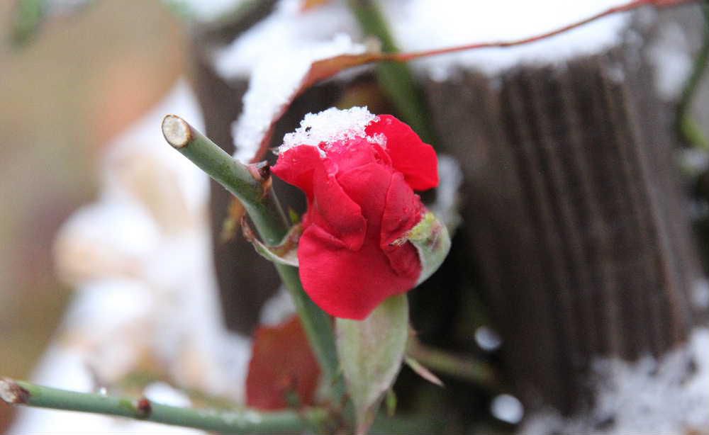 雪の中でまだ真っ赤なバラがさいています　こんな年も珍しいのでしょうか　先日我が家の光ケーブルが２度もネズミにかじられテレビが見れなくなりネットにもつながらないという事故がありました　エアコンの室外機と本体をつなぐケーブルのカバーに入り込んでそこを通っているケーブルをかじったようです　業者も今年はそちこちでありますとのことですがネズミも雪がないので大暴れしているのでしょうか