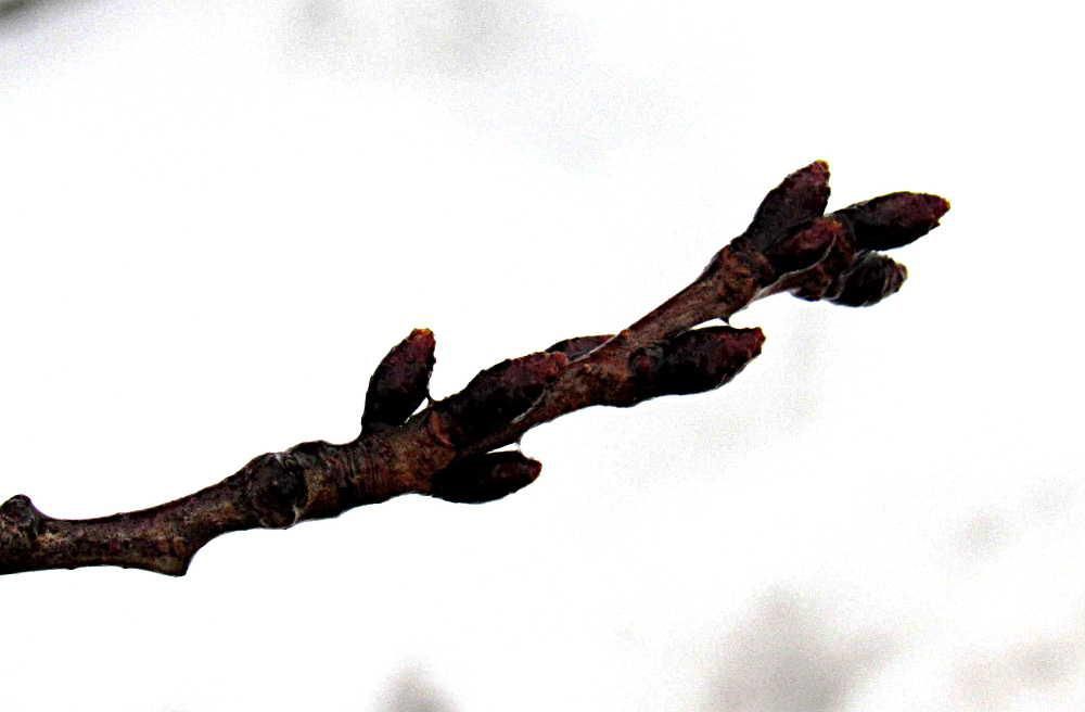 １月の下旬にしては珍しく雨が降っています　烏帽子山公園の桜は冷たい雨に打たれ固くつぼみを閉じています　桜は花が散った後青々とした若葉が幹を覆い　夏の暑さに耐え秋になると葉が色付き日が短くなる頃にハラハラ都落ちる　その頃にはもう花芽が生まれています　雨や風　雪にも負けぬよう固い芽です　寒さが厳しくなると成長を止め　やがて春の気配を知り蕾が膨らんでくるのです　そうなるまではもうしばらくはかかりそうです　静かに春を待つ木々に目を移してみませんか