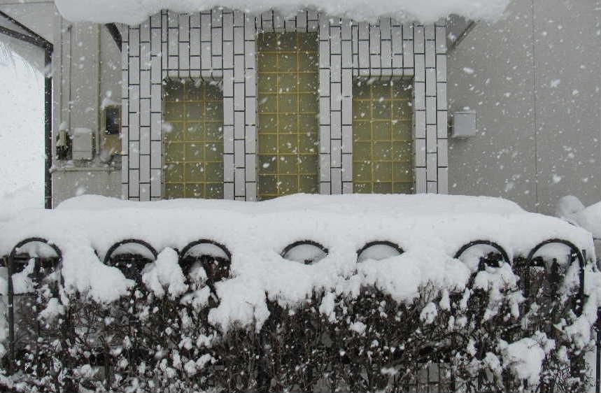 今朝も猛烈に雪が降っています　昨夜からの積雪量はおもったほどではなかったのですがこのまま降り続くとかなりの積雪量となり除雪に追われそうです　連日の雪は今日まででしょうか