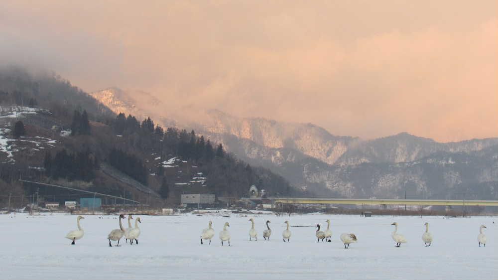 春を探しに出かけた散歩で雪の消えた田んぼに白鳥　ようやく青い空や白い雲と残雪の回りの山並みと春の兆しを感じることができるようになりました　東の山は夕日に赤く染まり雪の消えた田んぼで白鳥が餌をついばんでいました　まだ北には帰っていませんでした　もう少し名残の雪を楽しみたいのでしょうか