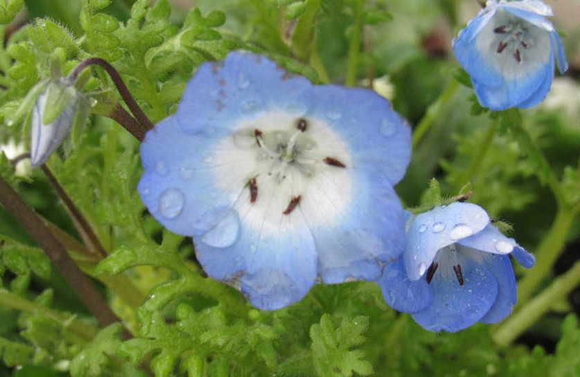 「ネモフィラ」の苗を一株購入し他の草花と一緒に寄せ植えをしました　冷たい雨に打たれながら花を咲かせています　以前見てきたひたなか海浜公園の見事な「ネモフィラ」が今も印象に残っています　広大な丘陵に咲く「ネモフィラ」と青い空が一体となり天空の丘のような風景が広がっていました