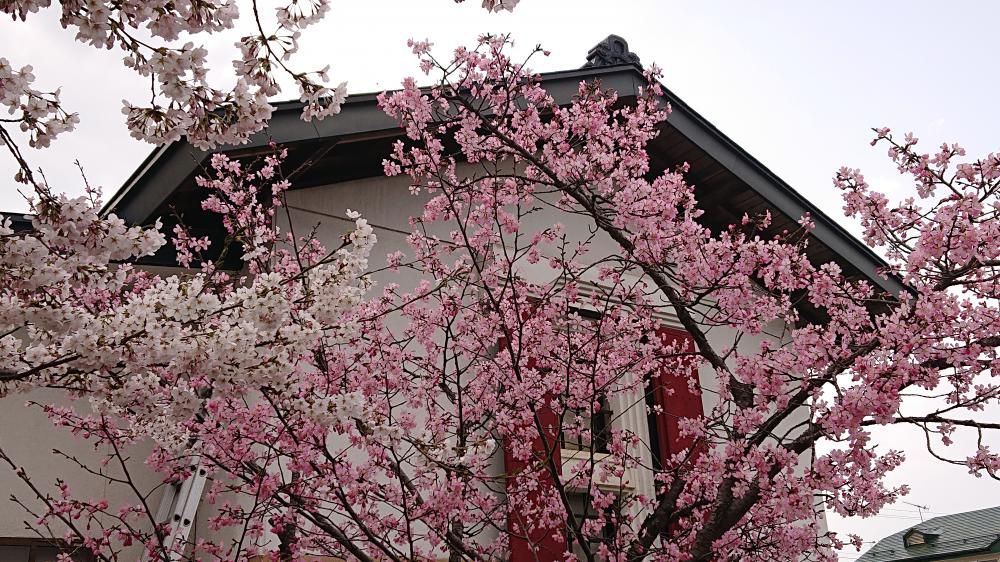 昨日から一気に暑くなり夏日に近い気温となり　街のあちこちの桜が満開となりました　白壁の蔵のそばの白とピンクの桜も満開となりました　青い空　白い壁　ピンクの桜　 桜の花の下ではスイセンと共演と春一色の風景です　今日あたりが烏帽子山公園の桜も満開となりそうです　絶好のお花見日和でしょうか