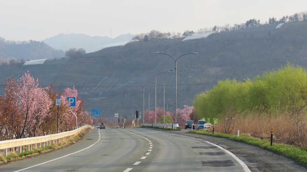 赤湯の隠れた桜の名所　国道１３号線赤湯バイパス沿いに数百本の桜が植栽されており今満開に近い見事な桜街道となりました　ここに植えられている桜の品種も多様で紅 ピンク 白と様々な色の桜を見ることができるので散歩で楽しませてもらっています　烏帽子山公園の桜も満開で見事ですがここはまさに赤湯の桜の隠れた名所です　散歩がてらにいかがですか　今日も良い天気です