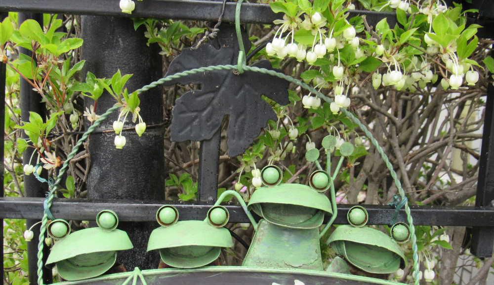 垣根のドウタンの花が咲きました　植えてから４０年近くなったドウタンが風雨にさらされながら枯れもせずに毎年花を咲かせ緑の葉を茂らせ秋には真っ赤に紅葉して通る人を癒してくれています　枝も少し枯れています　幹はやつれた老木のように樹皮がボロボロになっていますが今年も小さなスズランのような形の白い花を咲かせています　秋には今年も真っ赤に紅葉するでしょうか