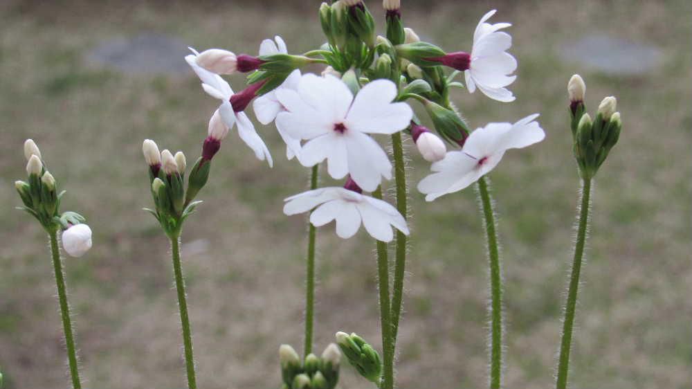 知人からいただいた鉢植えの「日本桜草」が開花しました　楚々とした感じの白い花でピンクの花もあります　自生する桜草で園芸種もありますが山地のやや湿った草原などに生えているそうです　江戸時代にはすでに園芸植物として植えられているそうですから伝統的な古典植物といえる草花のようです　セイヨウサクラソウもあるようで似たような花が咲くそうです