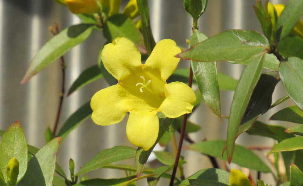 黄色のカロライナジャスミン  今日は祝日「みどりの日」で新緑が眩しい季節です　２０数年前に植えたつる性のカロライナジャスミンが今年も黄色の可愛い花を咲かせました　これから次々と黄色の花を咲かせジャスミンの香りを漂わせてくれる花です　きれいな花ですが花も葉も有毒であることを知りました　色も香りもステキですが怖い花です 花が終わるとつるを伸ばしその始末に四苦八苦します