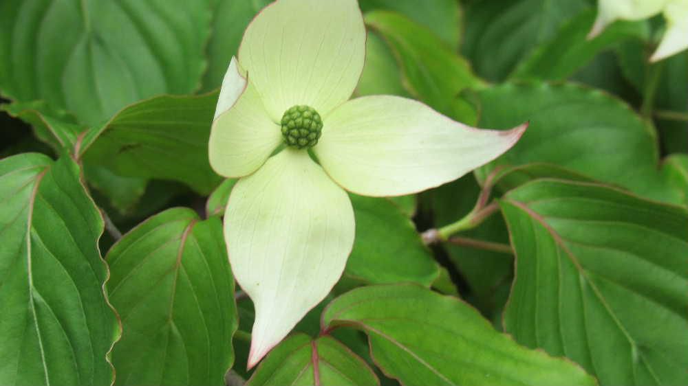 白い４枚の花びらのような形をした葉をもつ「ヤマボウシ」を見つけました　白い４枚の花びらのように見えるものは花の根元の葉が白くなった総苞片（というのだそうです）で中心に花が集まっている頭のような形の花弁を法師の坊主頭に、白い総苞片を白い頭巾に見立て「ヤマボウシ（山法師）」とついたそうです　山林などに自生しているそうですが街路樹や庭木としても植えられています