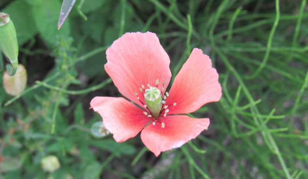 近所の道路端にオレンジ色の花が咲いていました　調べてみると「ナガミヒナゲシ」ではないかと思われます　４枚の花びらが付いており実は（芥子坊主 けしぼうず）細長く長実雛芥子（ながみひなげし）はここからついたといわれています 実の中には小さな芥子粒ほどの種がはいっているそうです　この植物には害虫や動物から身を守るために有毒物質を含んでおり手でさわったりするとかぶれる恐れがあるそうです　気をつけたい植物であることを知りました