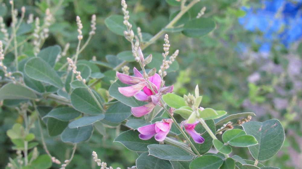 秋の花「ハギ」が咲き始めました　暑い日が続いていますがどこかに秋を感じさせる風景が見えてきました「ハギ」は初秋の風物詩の花木の一つですが万葉集の中で最もよく詠まれている花だそうです　今日も暑い一日となりそうですが秋を代表する「ハギ」が咲きはじめました　少しは秋らしくなってくるのでは